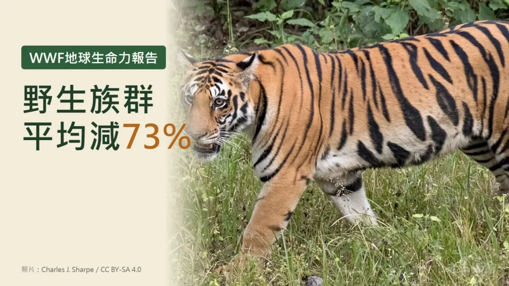 淺米色封面，左側綠色標籤寫著WWF地球生命力報告，大字寫著野生族群平均減73%；右側是一隻在草地上行走的野生老虎。